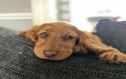 Cocker Spaniel dogs for sale: 2 x Show cocker spaniels (Red) - Image 15