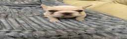 French Bulldog dogs for sale: Female French bulldog  - Advert 11