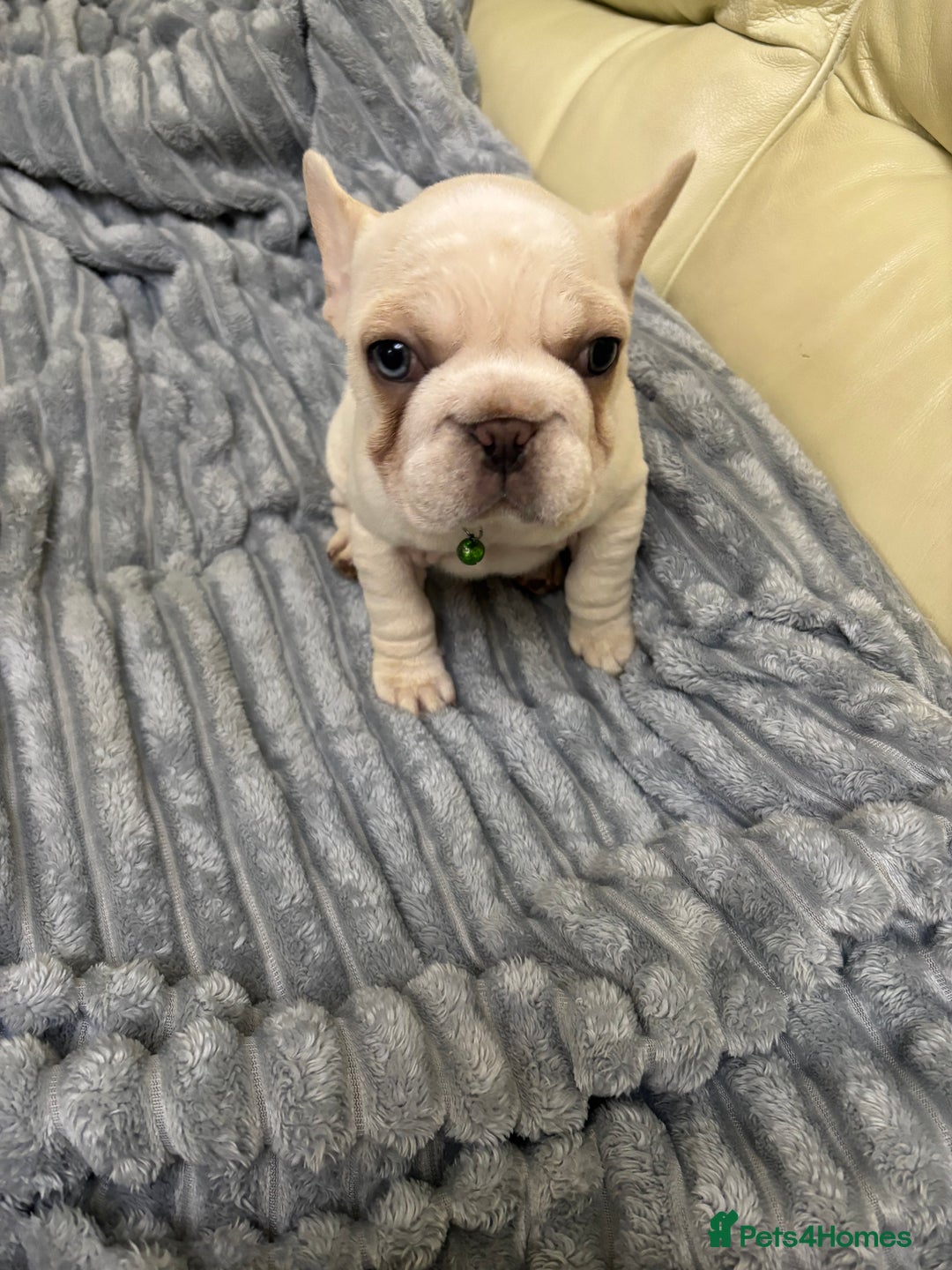 French Bulldog dogs for sale: Female French bulldog  - Advert 11