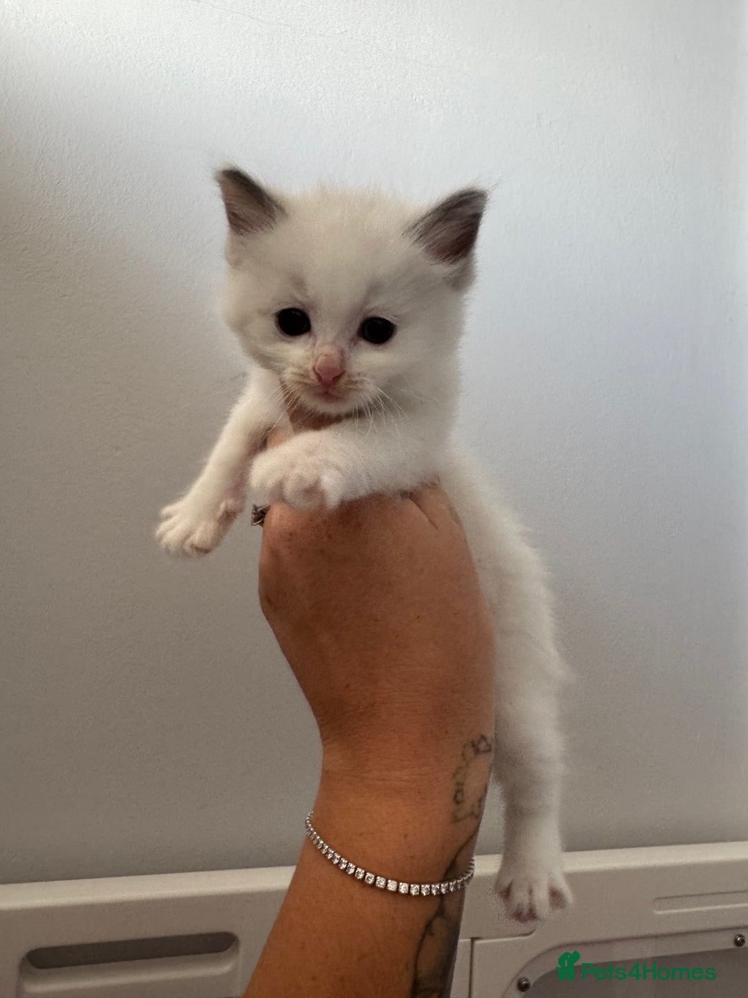 Ragdoll cats for sale: Blue bi coloured ragdoll kittens for sale  - Image 5