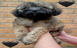 Cavapoo dogs for sale: 💖 Top Quality F1B Cavapoo Puppies DNA TESTED 💖 - Image 25