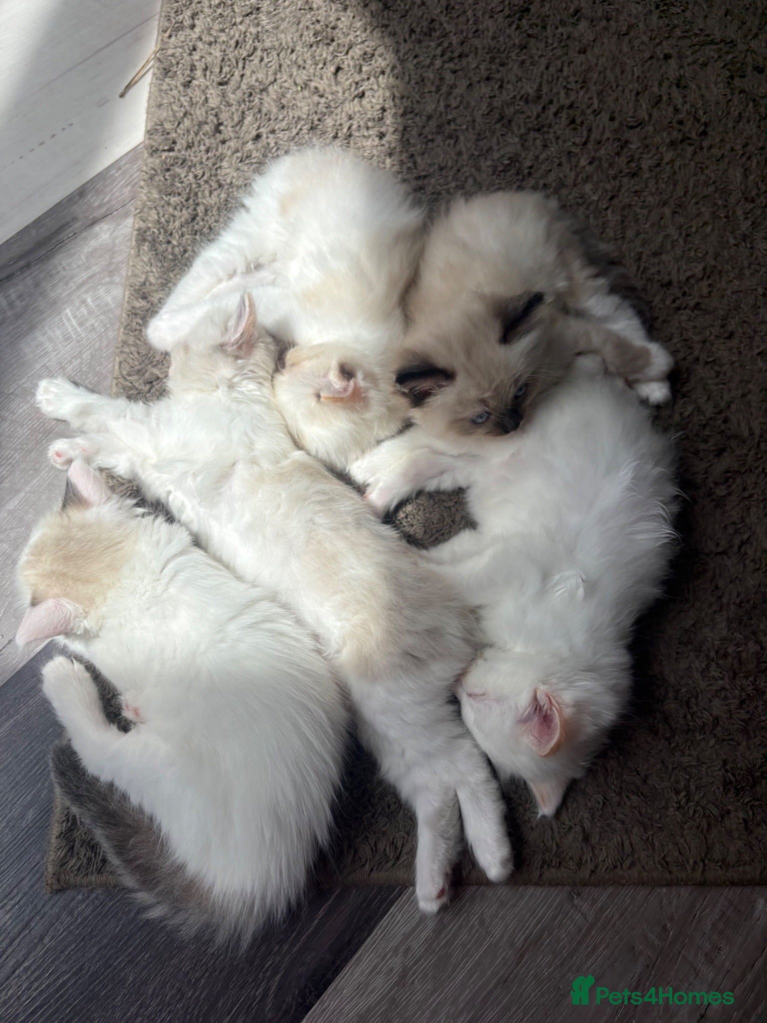 Ragdoll cats 5 Beautiful Fluffy Ragdoll Kittens  - Advert 1