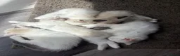 Ragdoll cats for sale: REDUCED Needing her forever home Ragdoll Kitten - Advert 9