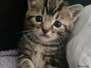 Mixed Breed cats Mixed Bengal Kitten - Advert 2