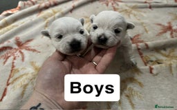 West Highland Terrier dogs for sale: Beautiful Westie Puppies - Advert 3