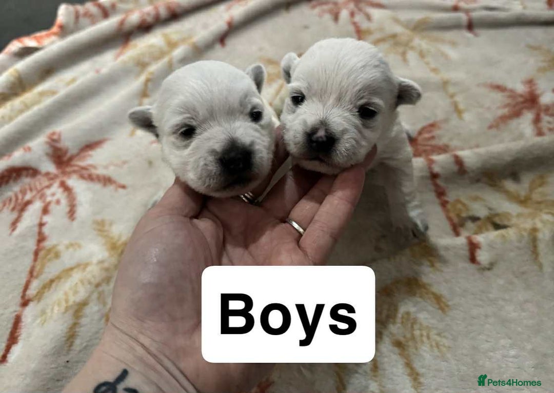 West Highland Terrier dogs for sale: Beautiful Westie Puppies - Advert 3