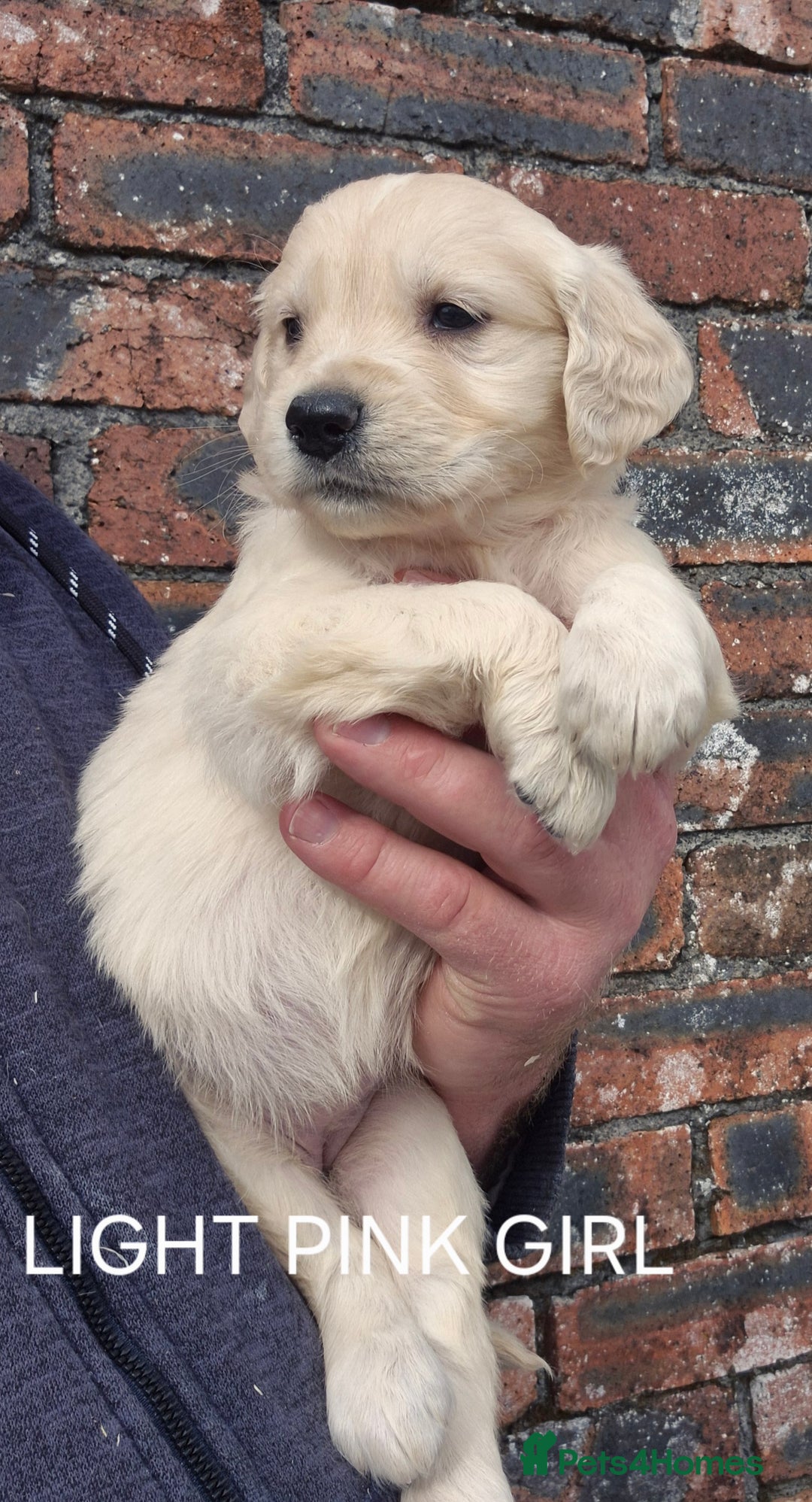 Golden Retriever dogs for sale: KC GOLDEN RETRIEVER PUPPIES HEALTH TESTED PARENTS  - Image 21