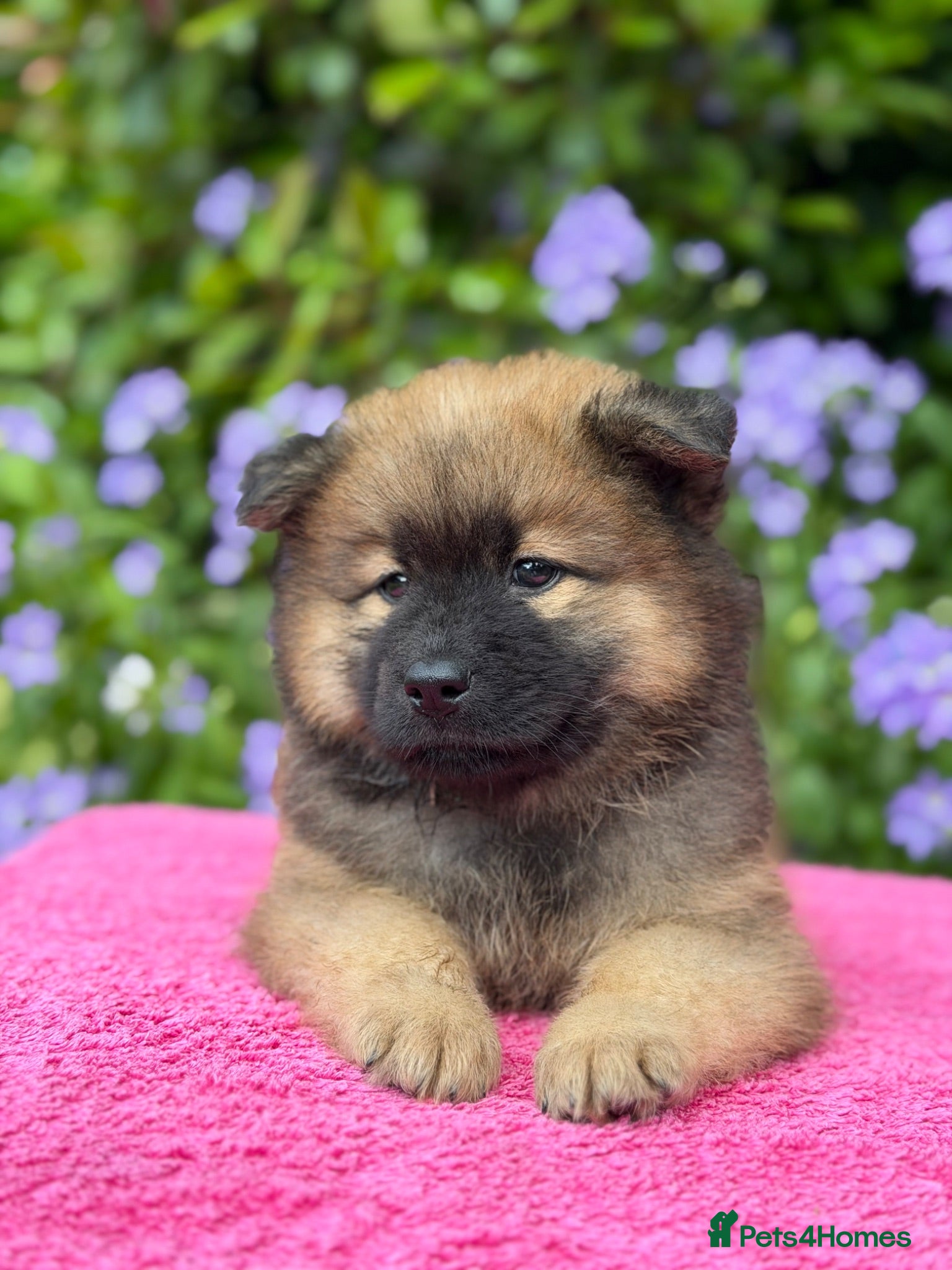 Eurasier dogs Gorgeous Eurasier Puppies - Advert 1