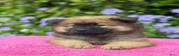 Eurasier dogs for sale: Gorgeous Eurasier Puppies - Advert 1