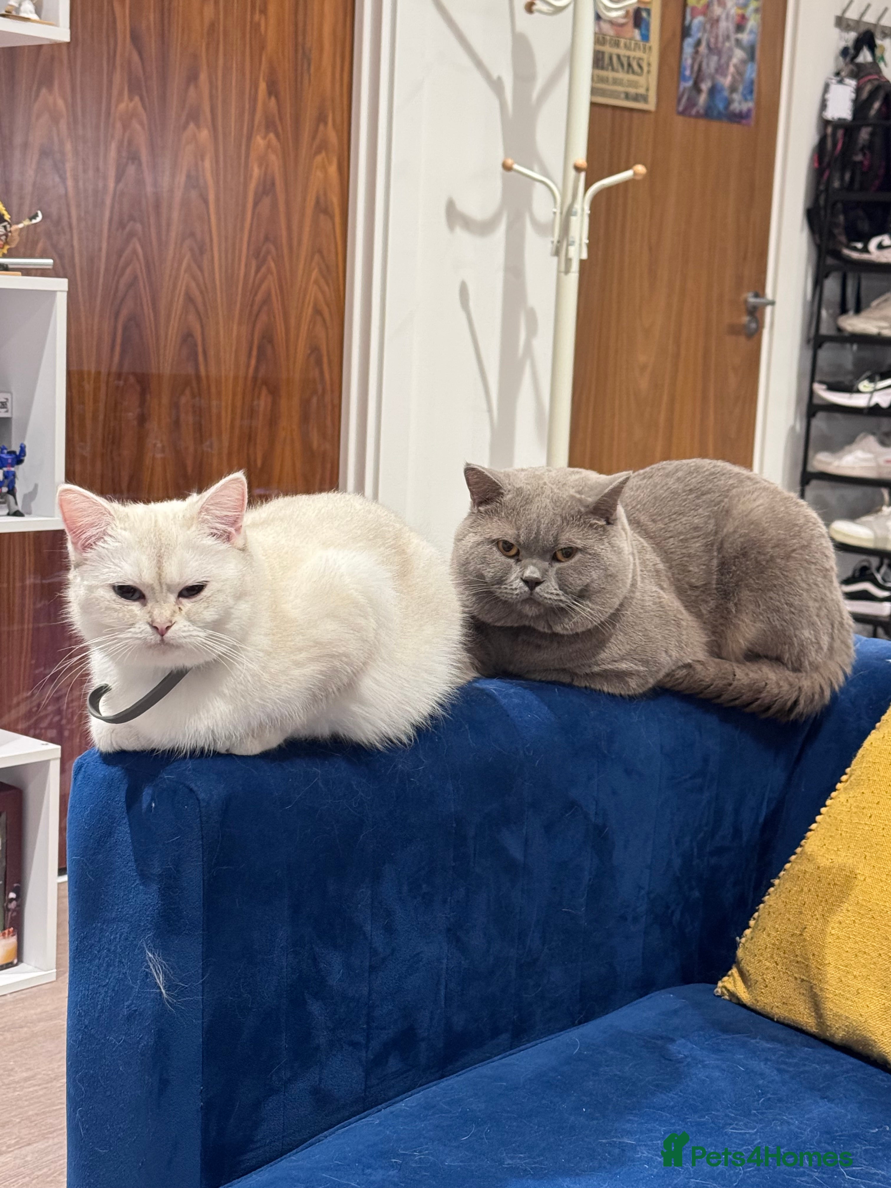 British Shorthair cats 2 BSH cat for sale - Advert 18