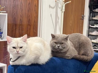 British Shorthair cats 2 BSH cat for sale - Advert 20