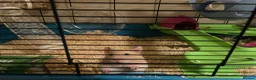 Hamster rodents for sale: Syrian Hamster for Sale in Orpington - Advert 2