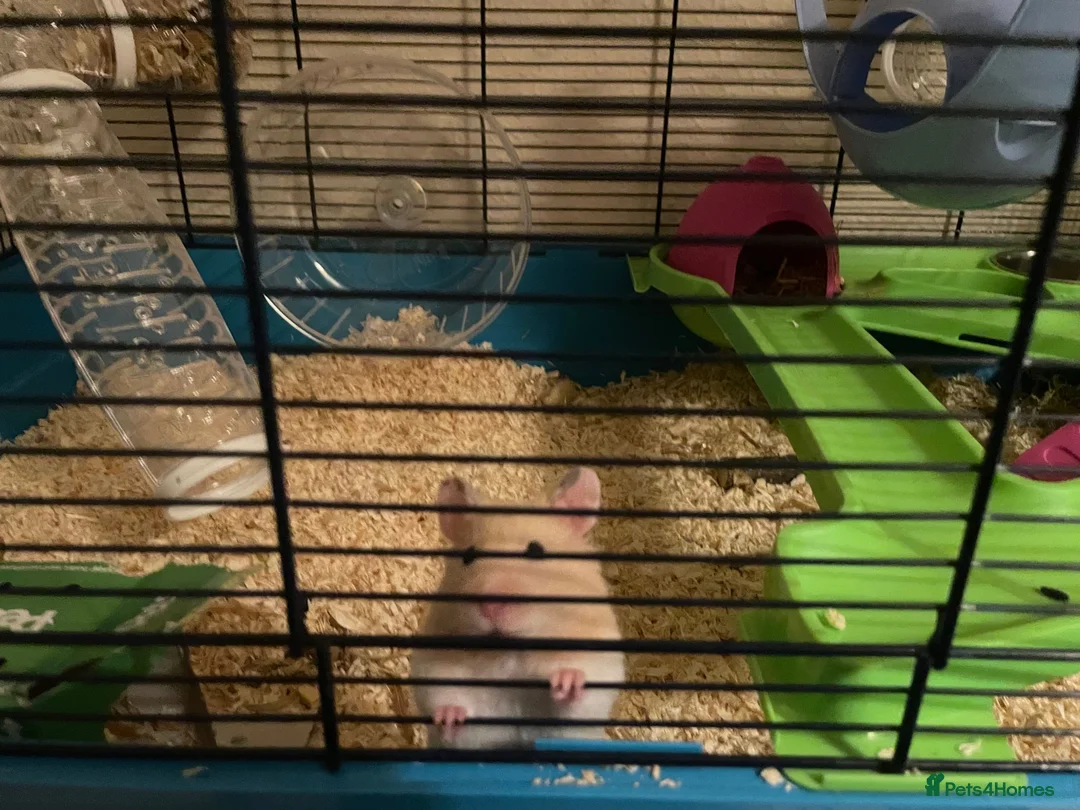 Hamster rodents for sale: Syrian Hamster for Sale in Orpington - Advert 2