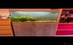 Shrimps fish for sale: CIANO 108L tank with shrimps and fish - Image 1