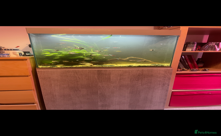 Shrimps fish - Advert 1