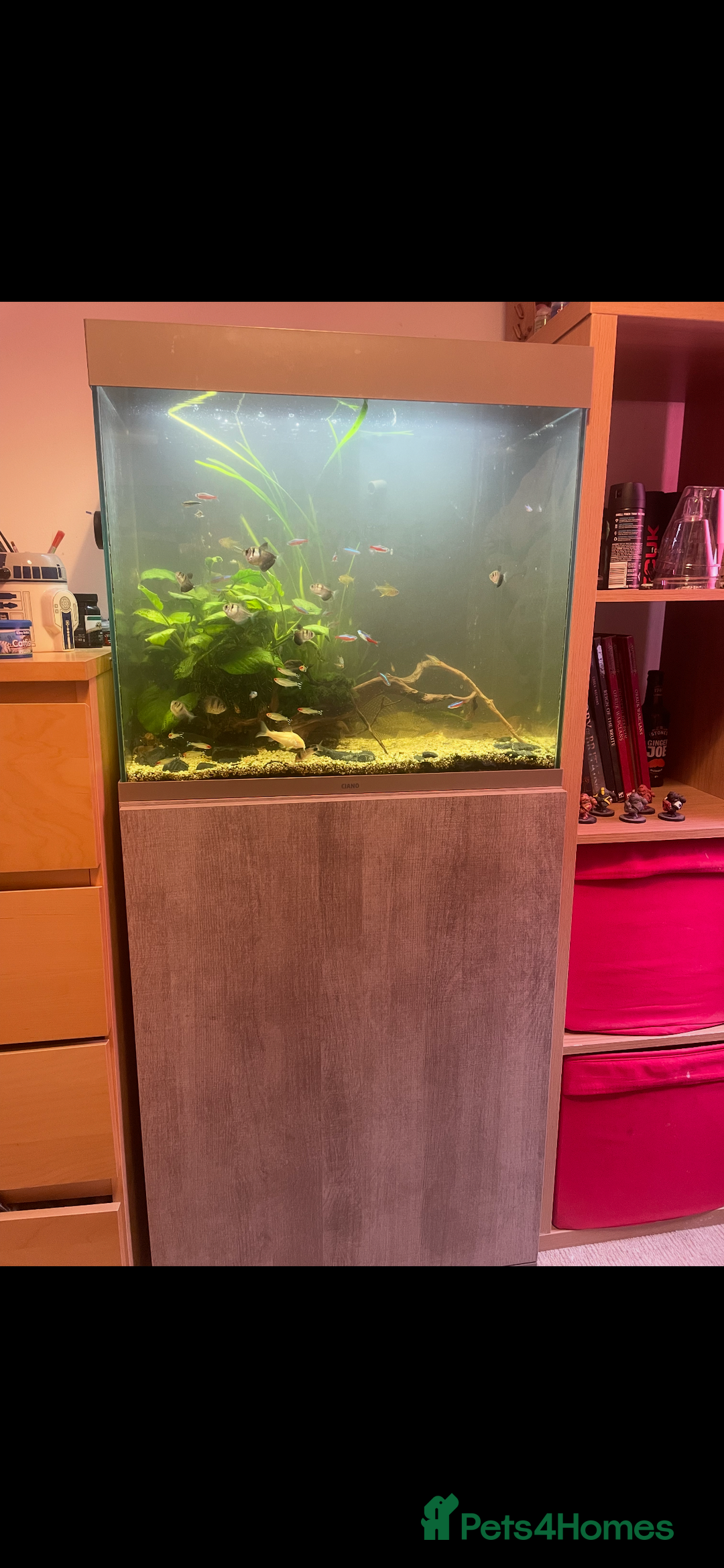 Shrimps fish for sale: CIANO 108L tank with shrimps and fish - Image 1