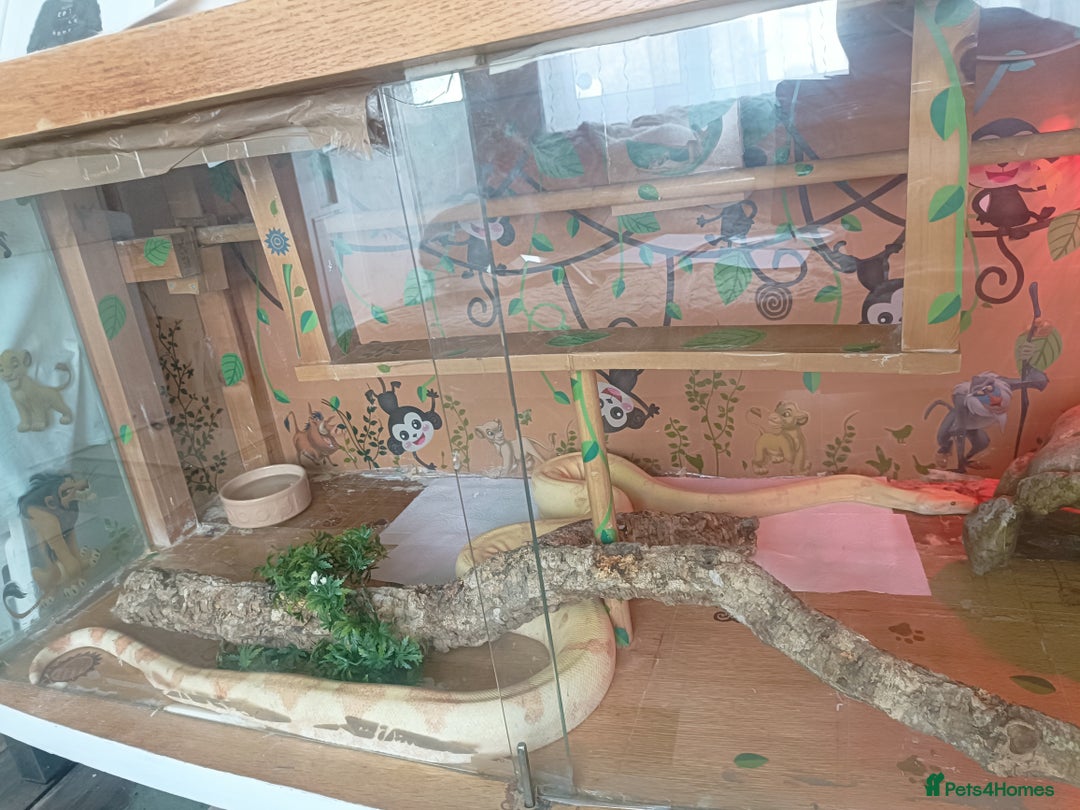 Boa Snake reptiles for sale: Beautiful friendly Albino Boa Constrictor  - Image 4