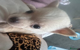 Chihuahua dogs for sale: Beautiful tiny girls chihuahuas  - Image 11