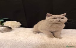 British Shorthair cats for sale: FULL PEDIGREE, REGISTERED BSH - Image 13