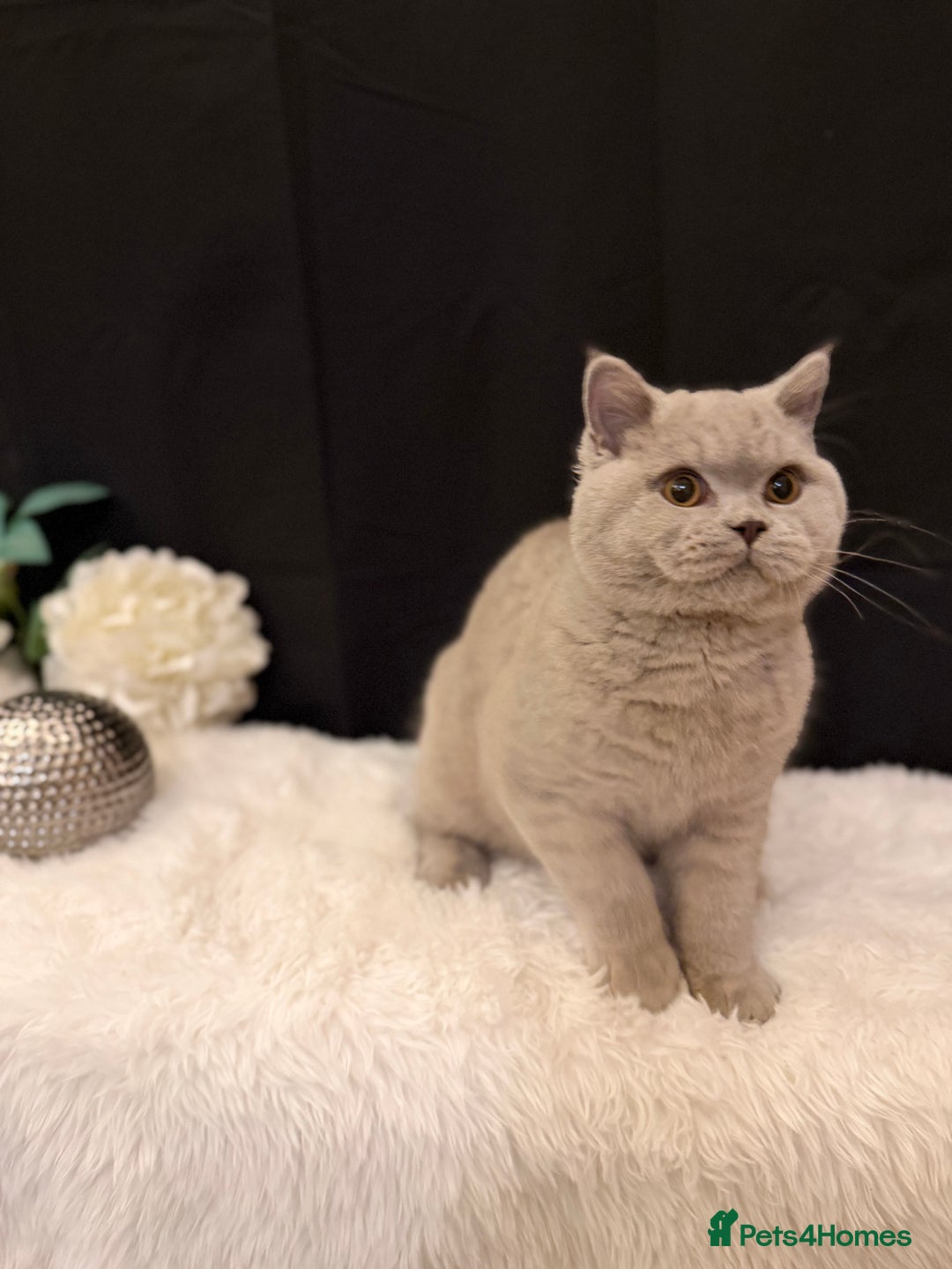 British Shorthair cats for sale: FULL PEDIGREE, REGISTERED BSH - Image 13