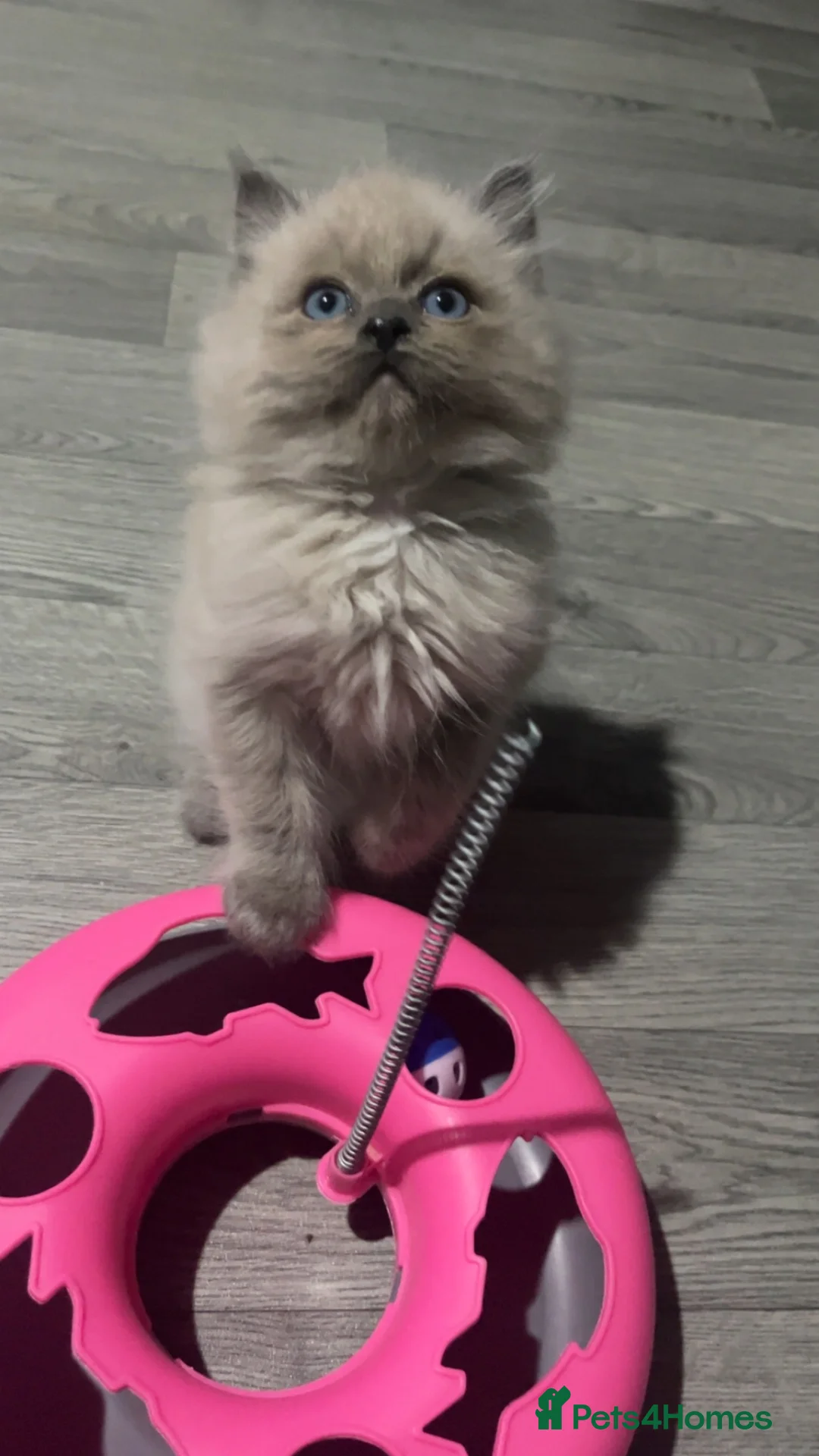 Ragdoll cats for sale: Tica cherubim ragdoll kittens - Advert 9