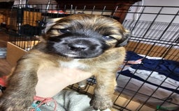 Mixed Breed dogs for sale: Spaniel jack cross jack chi pups - Image 6