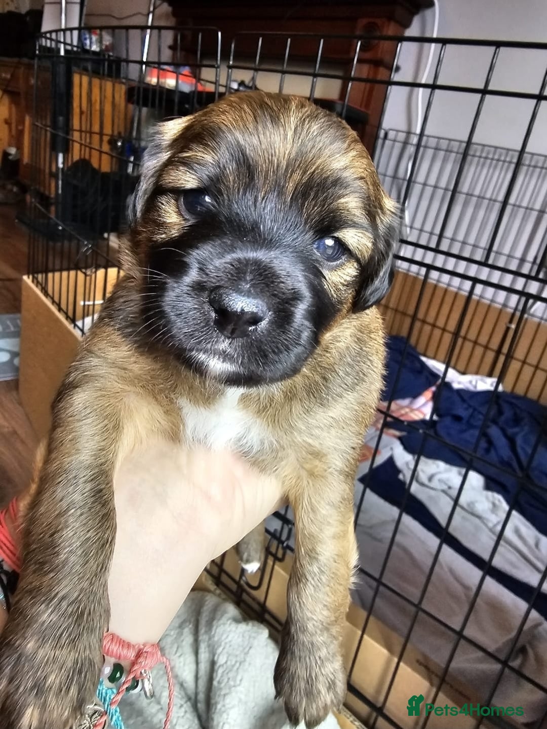 Mixed Breed dogs for sale: Spaniel jack cross jack chi pups - Image 6