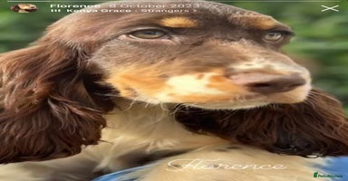Cocker Spaniel dogs - Advert 12