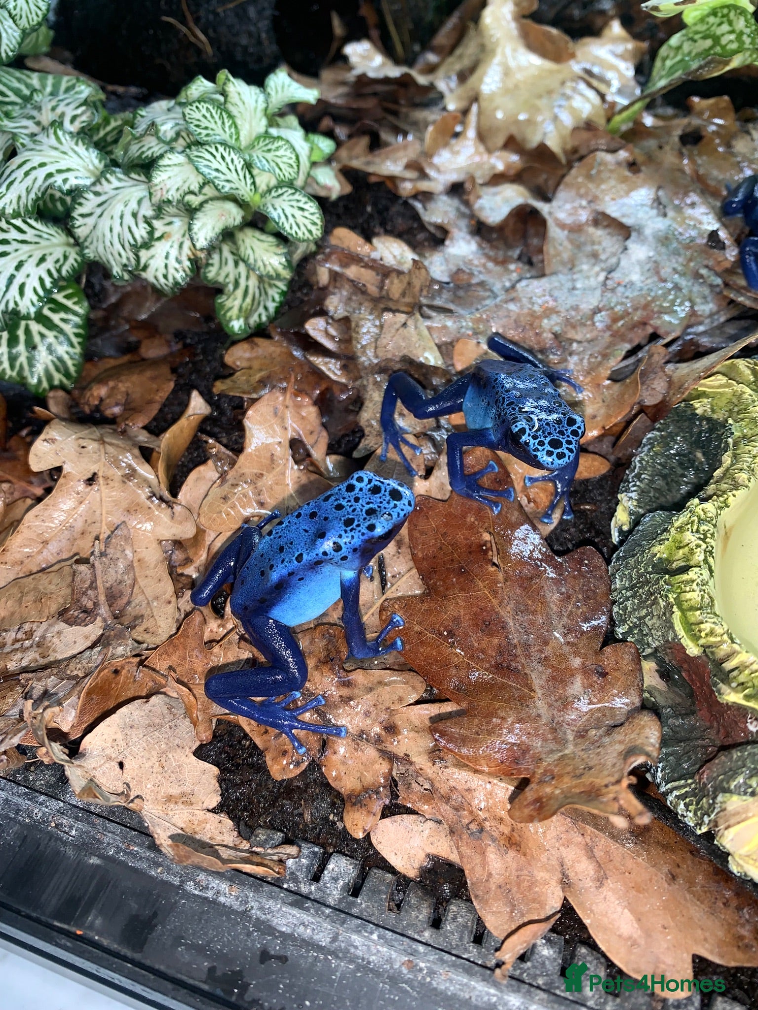 Frog reptiles Azureus dart frogs - Advert 5