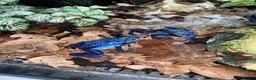 Frog reptiles for sale: Azureus dart frogs in Sidcup - Advert 1