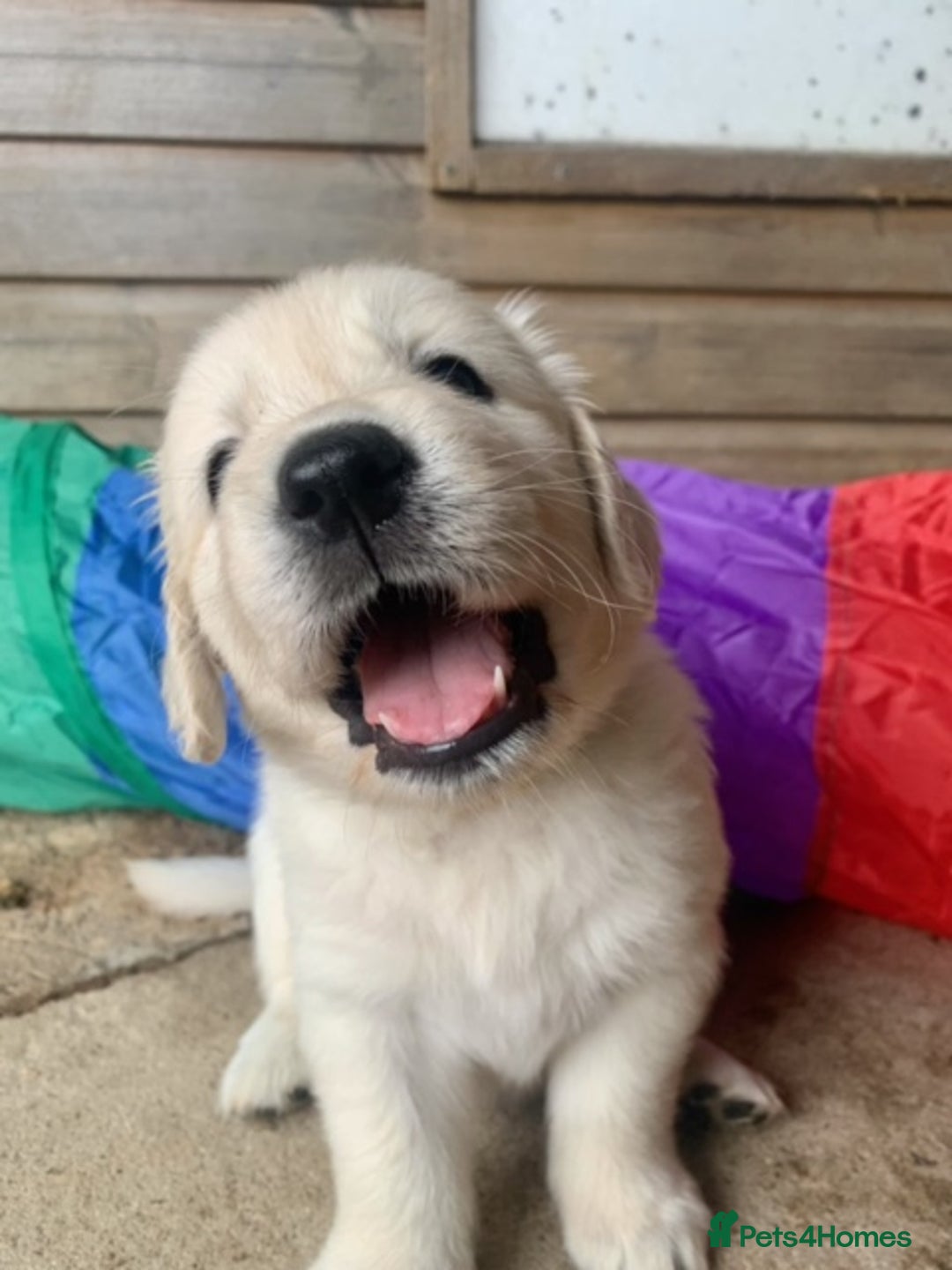 Golden Retriever dogs for sale: Beautiful, pedigree Golden Retriever puppies in Exeter - Image 14