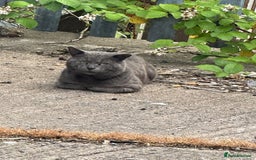 Bombay cats for sale: Bombay x birth shorthair - Image 6