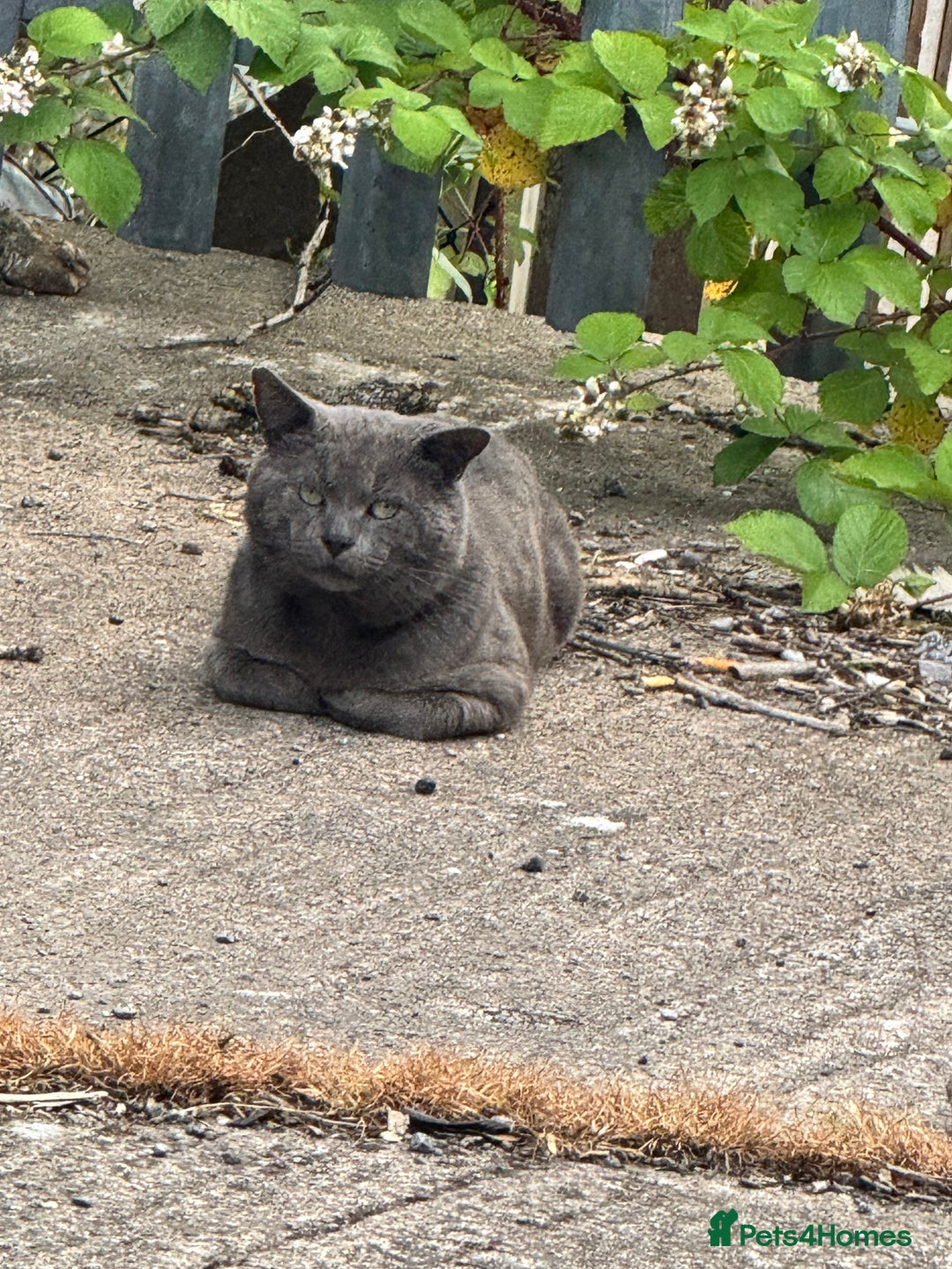 Bombay cats for sale: Bombay x birth shorthair - Image 6
