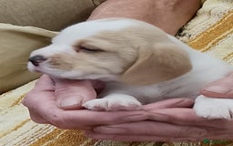 Beagle dogs for sale: Beautiful KC Reg Beagle Puppies - Image 1