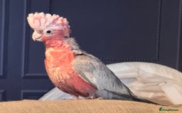 Cockatoo birds for sale: Silly tame Galah male 2025 DNA tested  - Image 1
