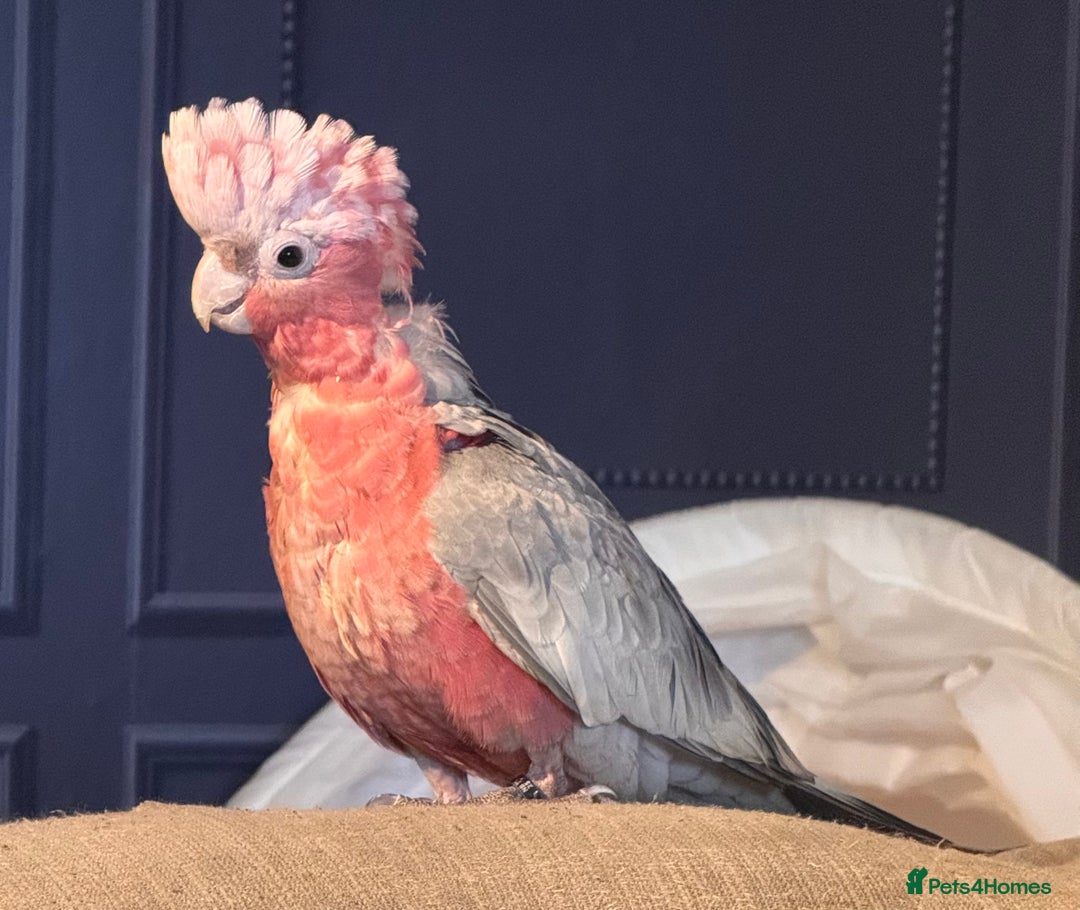 Cockatoo birds for sale: Silly tame Galah male 2025 DNA tested  - Image 1