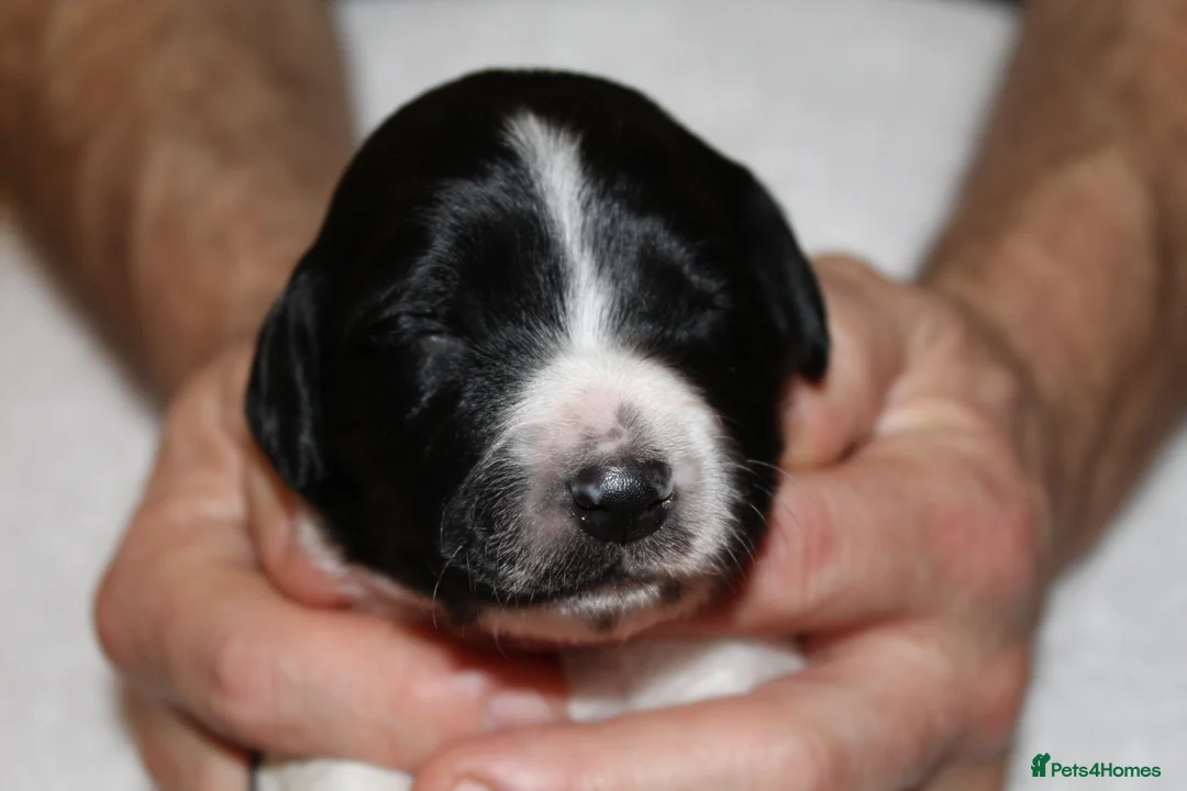 Sprollie dogs for sale: Intelligent & Affectionate Sprollie Puppies  - Advert 27