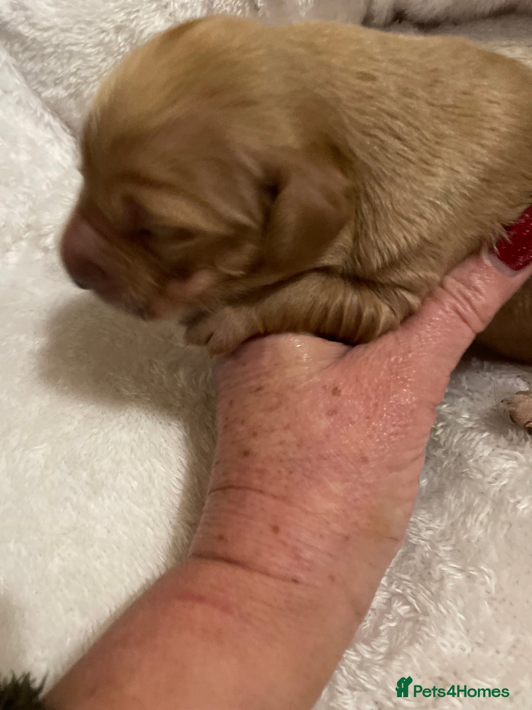 Mixed Breed dogs for sale: Golden retriever x Flatcoat retriever  - Advert 15