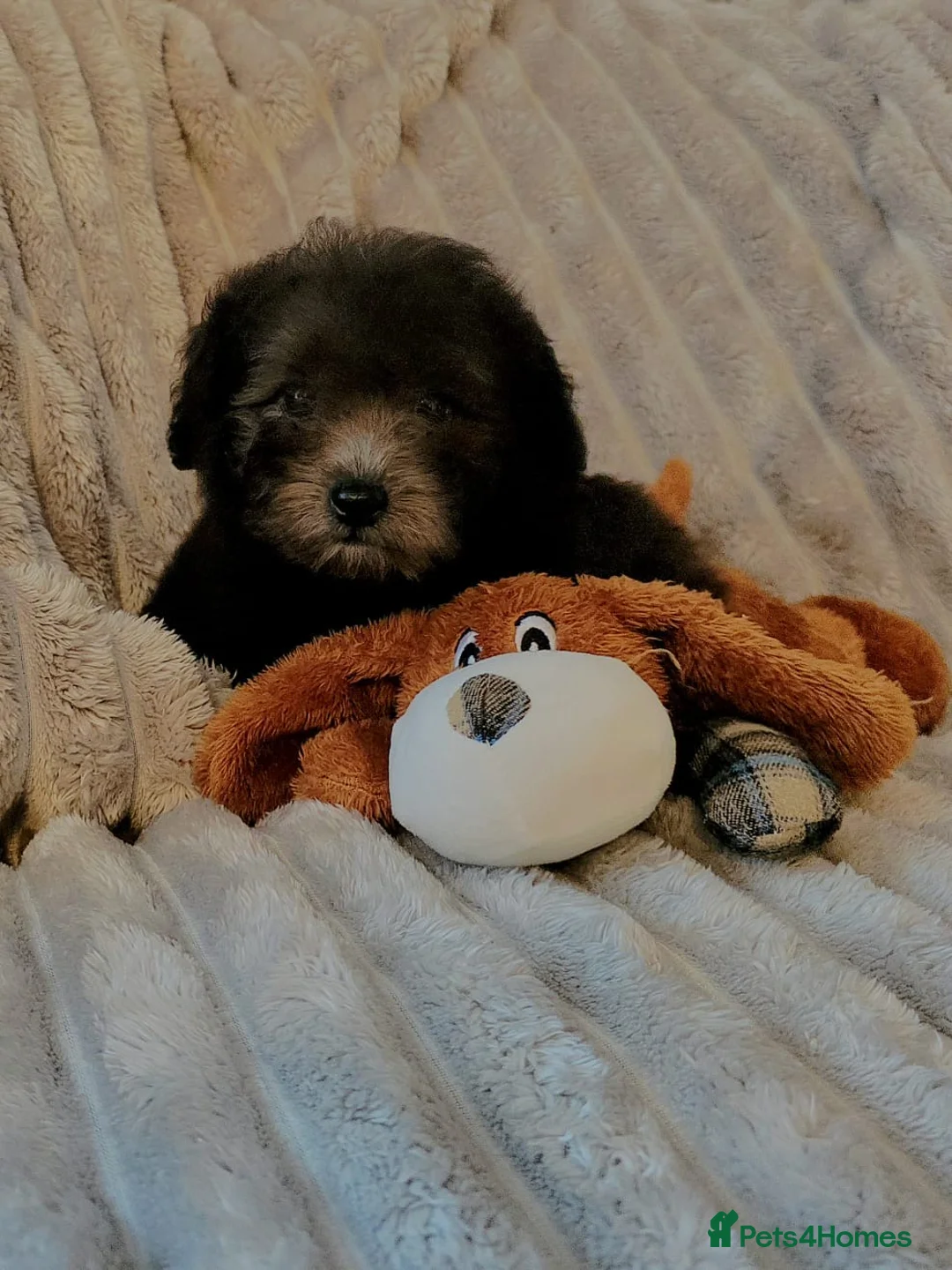 Chipoo dogs for sale: BLUE/SILVER CHIPOO x TOY POODLE PUPS - Advert 2