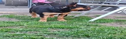French Bulldog dogs for stud: French bulldog male for stud (black & tan) in Manchester - Advert 3