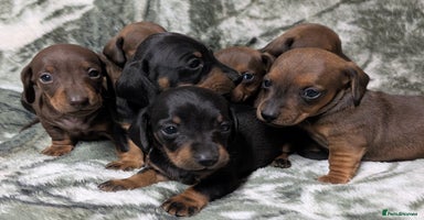 Miniature Dachshund dogs - Advert 2