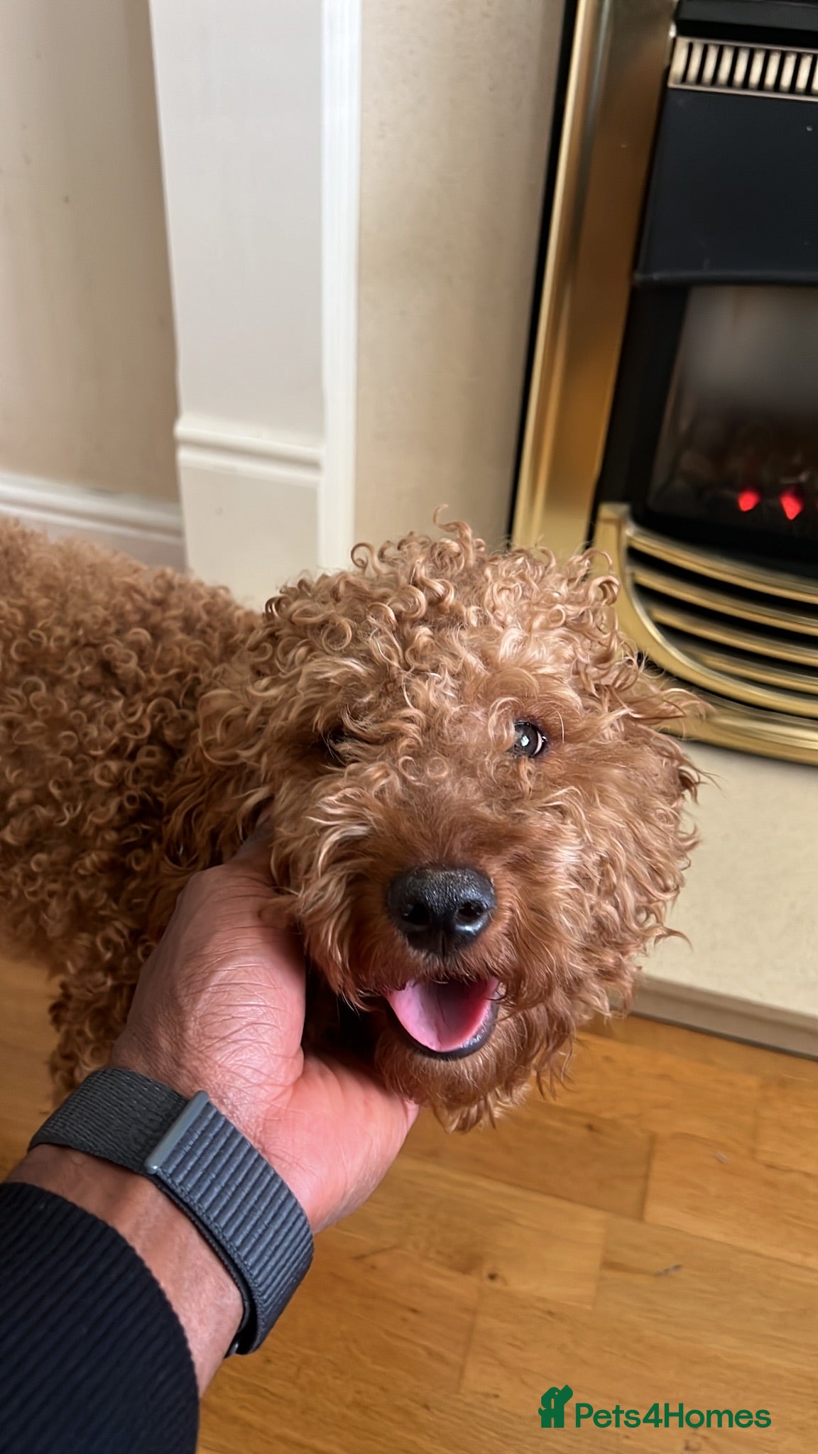 Cockapoo dogs Red Cockapoo, 19mo, Vaccinated + Full Bundle - Advert 15