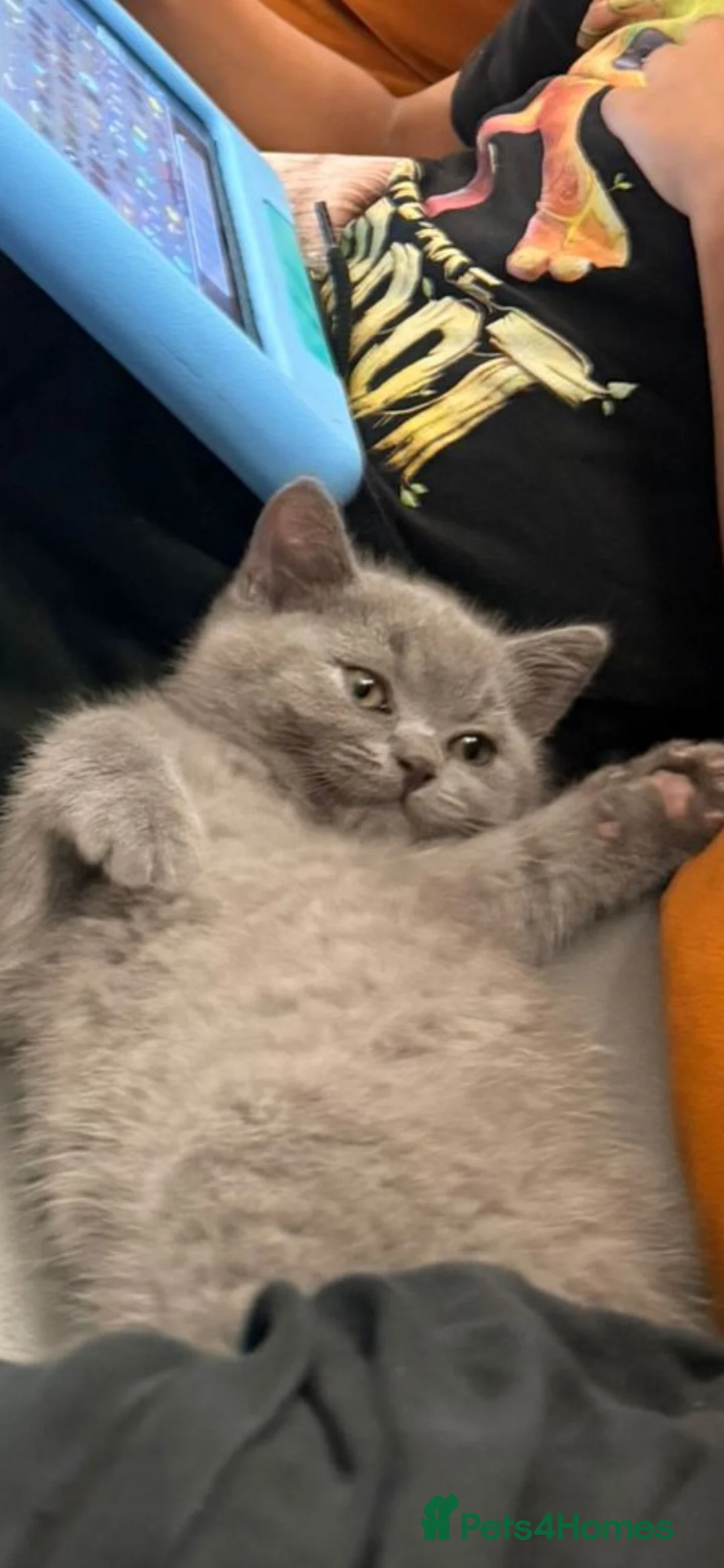 British Shorthair cats for sale: 🐾 Pedigree British Shorthair Kitten 🐾 in Rochdale - Advert 3