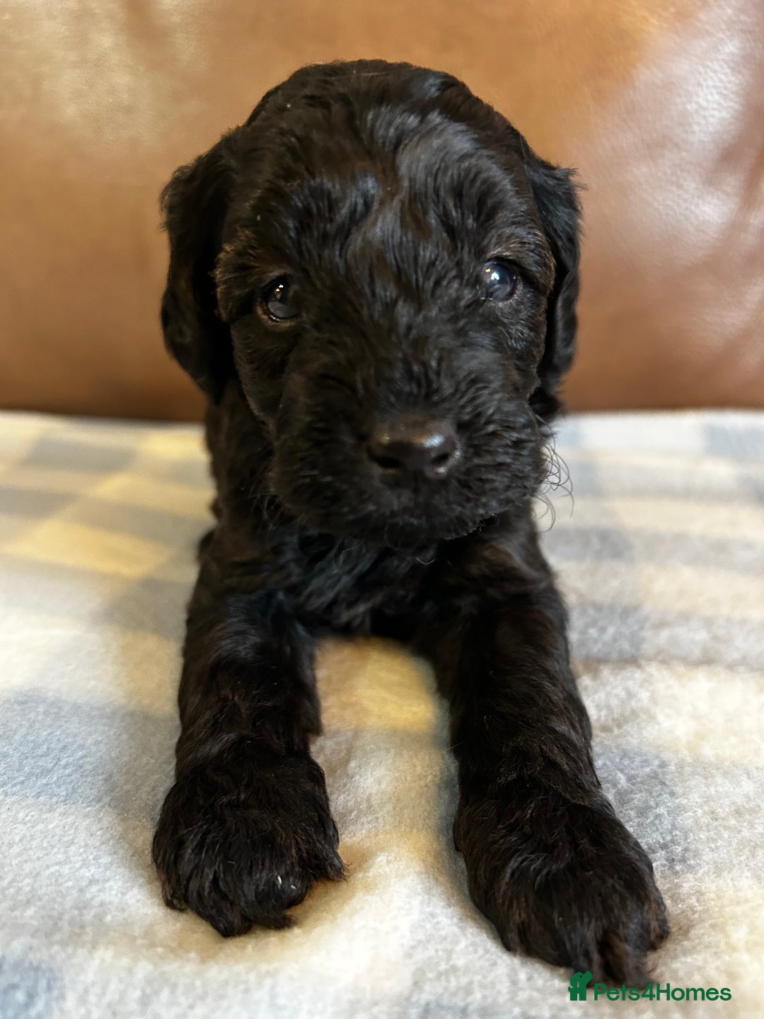 Cockapoo dogs for sale: Toy Cockapoo’s  - Advert 20