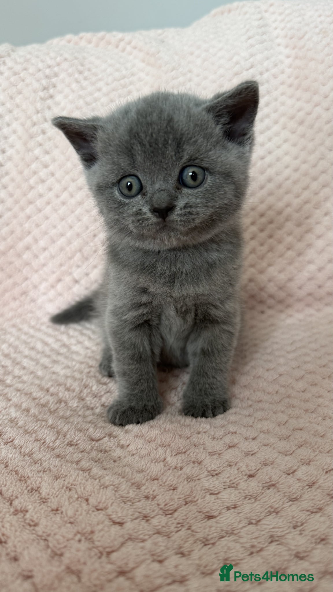 British Shorthair cats for sale: Gorgeous GCCF Reg British Blue Shorthair Kittens - Advert 4