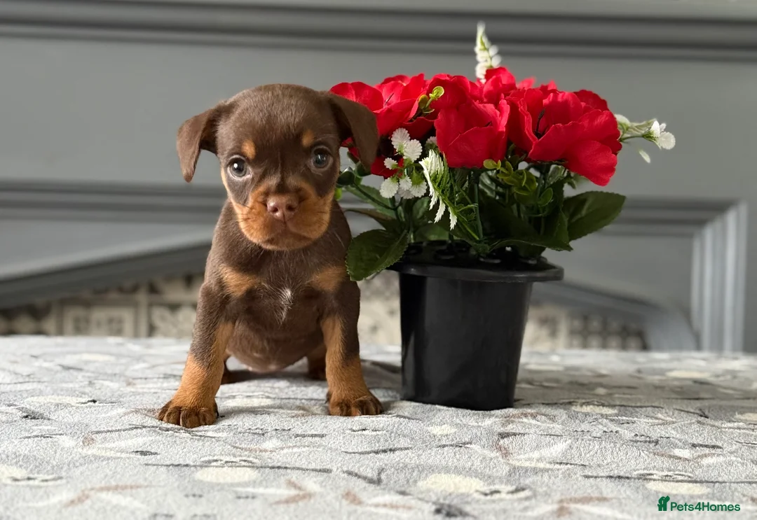 Mixed Breed dogs for sale: Meet the Frockers !!  - Advert 7