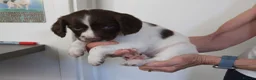 English Springer Spaniel dogs for sale: A Lovely Litter of English Springer Spaniels - Advert 6