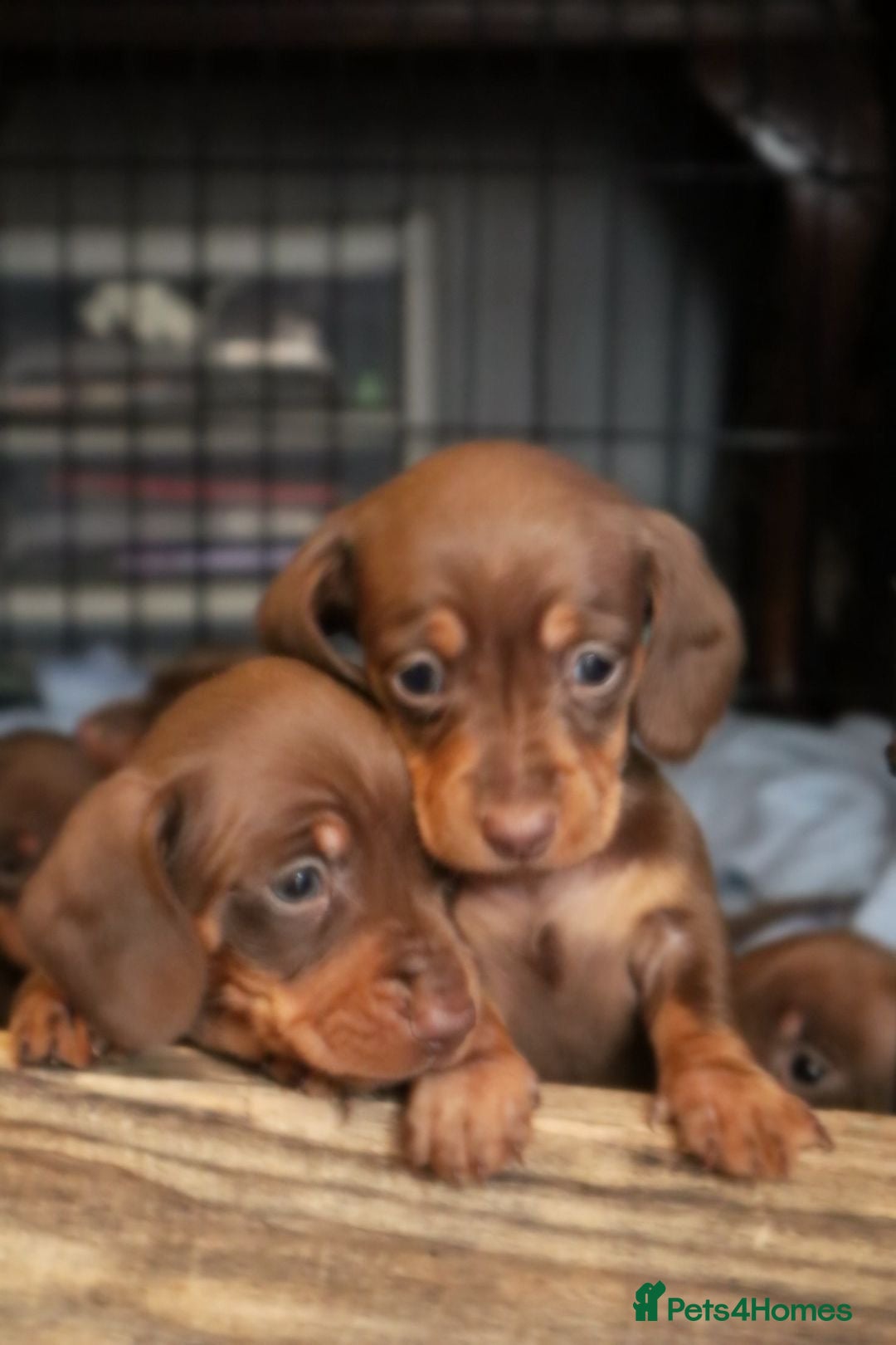 Miniature Dachshund dogs for stud: ⭐️ TRIGGER⭐️ smooth hair Isabella & Tan STUD in Mexborough - Advert 14