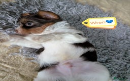 Yorkshire Terrier dogs for adoption: 💙🐶 YORKIE CROSS (BIEWER) PUPPIES 🐶💙 - Image 4