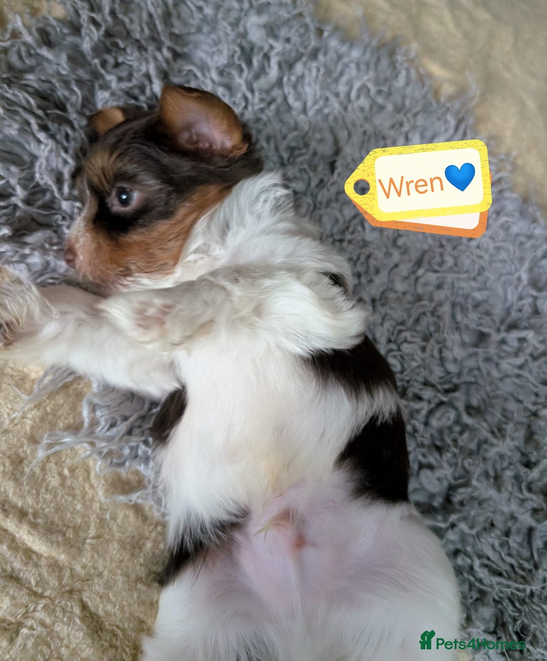 Yorkshire Terrier dogs for adoption: 💙🐶 YORKIE CROSS (BIEWER) PUPPIES 🐶💙 - Image 4